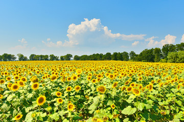 Fototapeta premium Sunflower field
