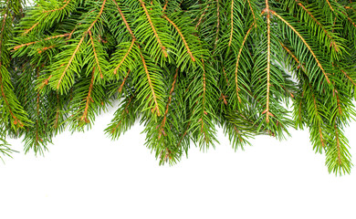 Obraz premium spruce twigs