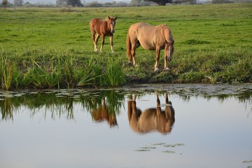 Horses