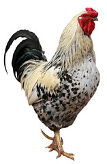 Rooster isolated on white background