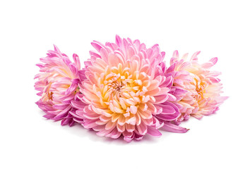 beautiful chrysanthemum isolated