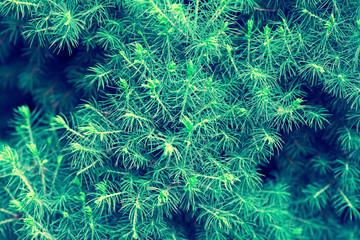 fir tree branch for background