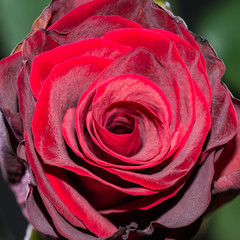 Curling Red Rose