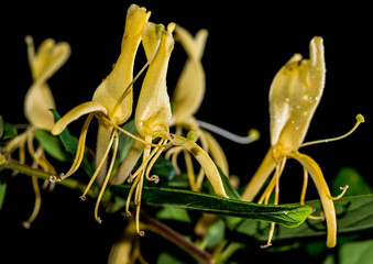 Yellow Honeysuckle