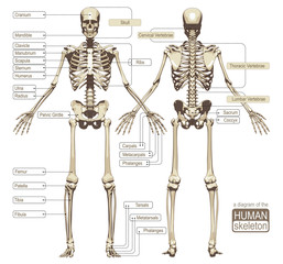 A diagram of the human skeleton - obrazy, fototapety, plakaty