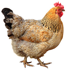 Brown hen isolated on white background