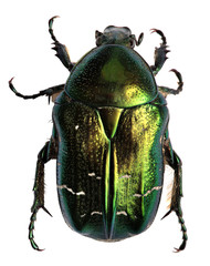 Green beetle. Rose chafer , cetonia aurata isolated on white