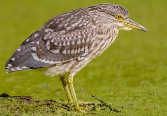 Juvenile Black-crowned night heron (Nycticorax nycticorax)