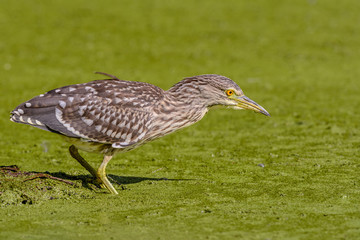 Juvenile Black-crowned night heron (Nycticorax nycticorax)