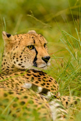 A Cheetah (Acinonyx jubatus) in its natural environment.