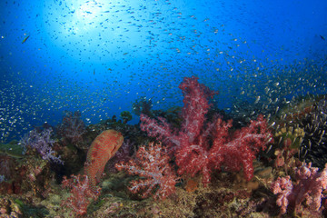 Plakat Colourful Coral Reef underwater