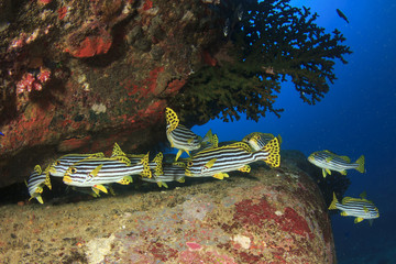 Sweetlips fish