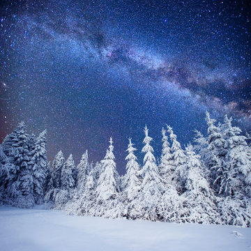 Fototapeta Dairy Star Trek in the winter woods