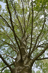 Birch tree