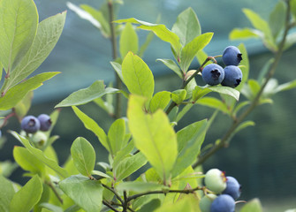 Blueberry branch