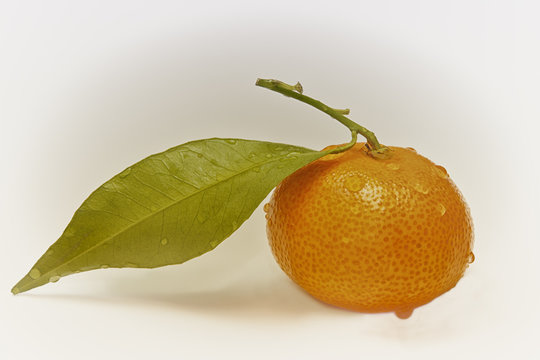 Mandarine