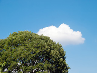 Obraz premium Cloud and tree