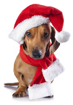 dog and cat and kitens wearing a santa hat