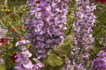 Blue Carpenter Bee