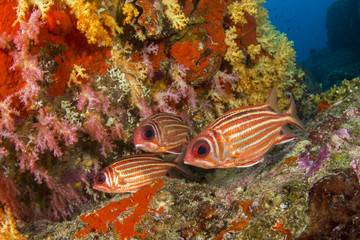 Squirrelfish