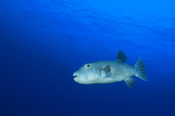 Giant Puffer fish