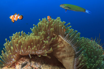 Clownfish (Nemo fish) and anemone