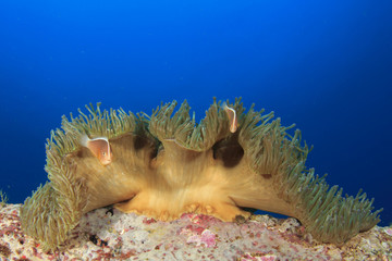 Skunk Anemonefish in Sea Anemone