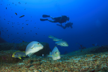Scuba divers and sweetlips fish