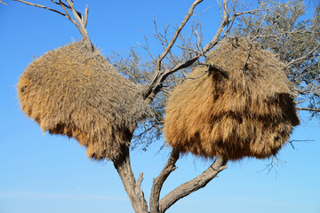 Weaver bird nest, Namibia