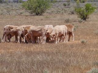 Obraz na płótnie Canvas Australian sheep on the fields of the outback of South Australia