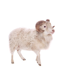 Portrait Of ram On White