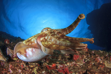 Cuttlefish