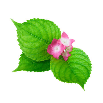 green leaf flower pink isolated white