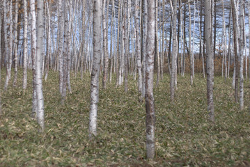 春の白樺林