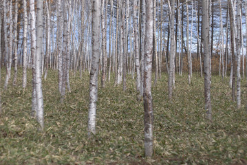 Obraz premium Brzozowy las na wiosnę