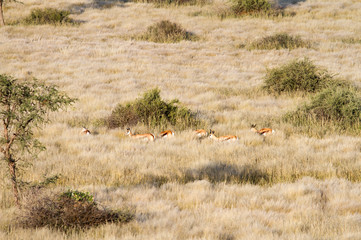 Obraz na płótnie Canvas Springbok, Namibia