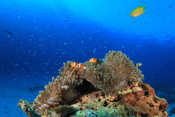 Fototapeta na wymiar Clownfish (Nemo fish) and anemone