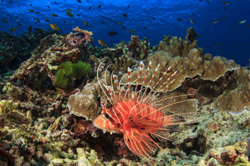 Spotfin Lionfish