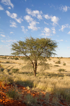 Namibische Wüstenlandschaft mit roten Dünen