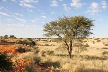 Fotobehang Namibian landscape © Morenovel