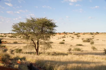 Möbelaufkleber Namibian landscape © Morenovel