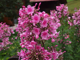 Blüten im Regen