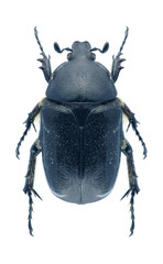 Beetle Aethiessa floralisi