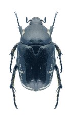Beetle Aethiessa floralisi