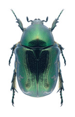 Beetle Protaetia trojana godeti