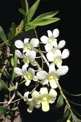 white orchid