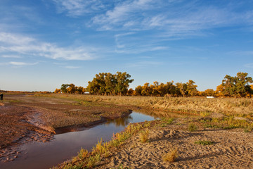 populus in north China