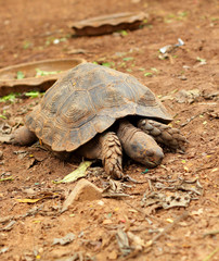 Turtles crawling in the nature