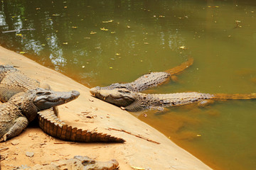 Crocodile in the nature