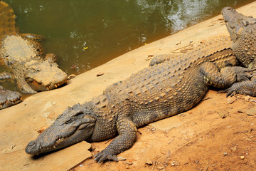 Crocodile in the nature